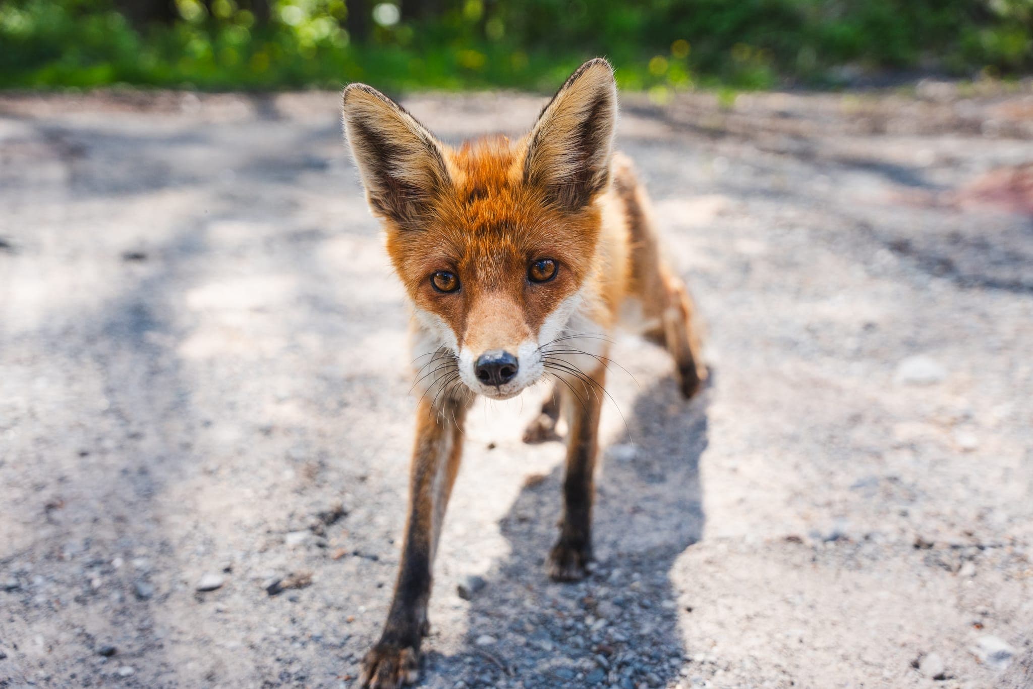 Rotfuchs läuft frontal auf die Kamera zu, Blickkontakt